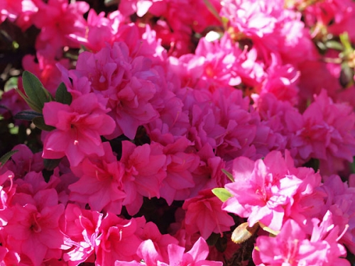 Azalia japońska 'Melina'