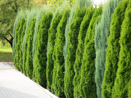 Thuja occidentalis 'Smaragd C5'