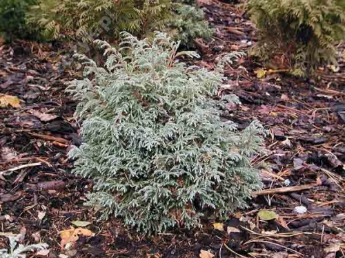 Chamaecyparis pisifera 'Baby Blue'