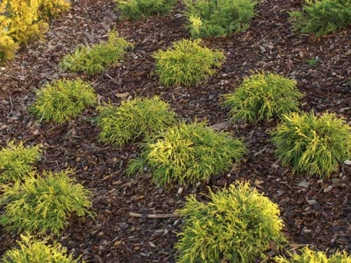 Chamaecyparis pisifera 'Golden Mop'