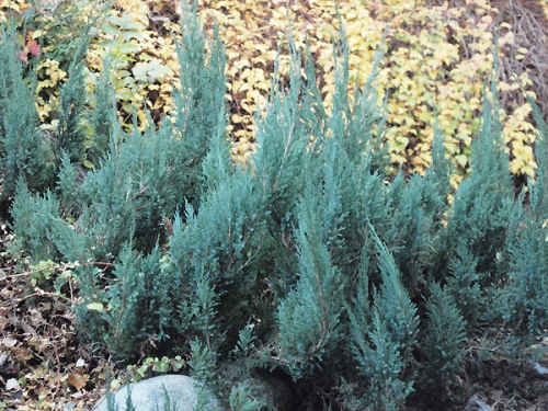 Juniperus horizontalis 'Alpina'