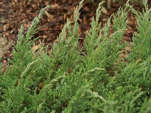 Juniperus horizontalis 'Sargenthi'