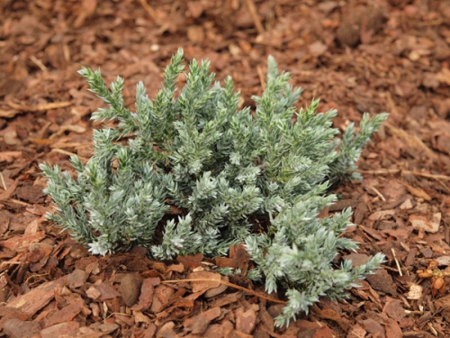 Juniperus squamata 'Tropical Blue'