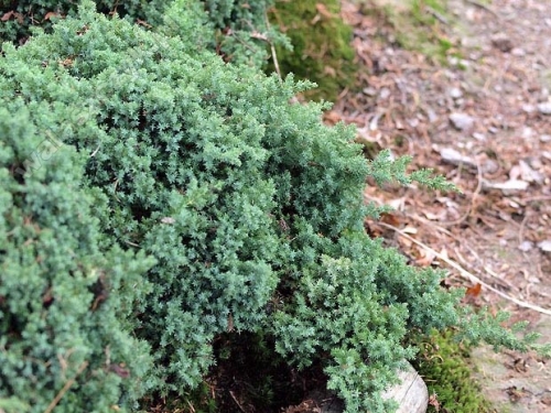 Juniperus procumbens 'Nana'