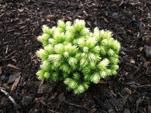 Picea glauca 'Dendrofarma Gold ®'