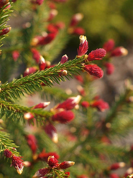Picea abies 'Rydal'