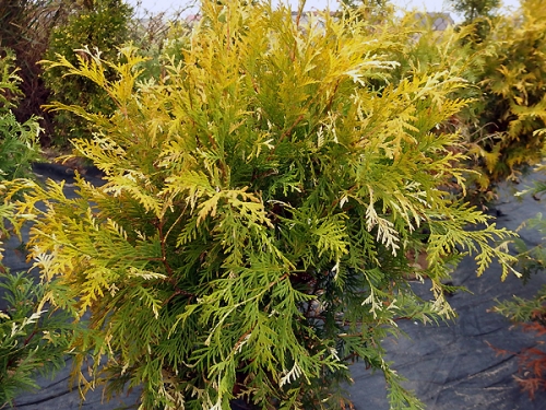 Thuja occidentalis 'Magdalena'