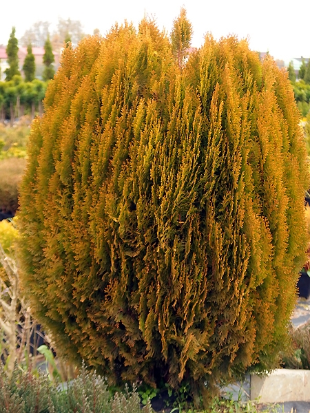 Thuja orientalis 'Aurea Nana'