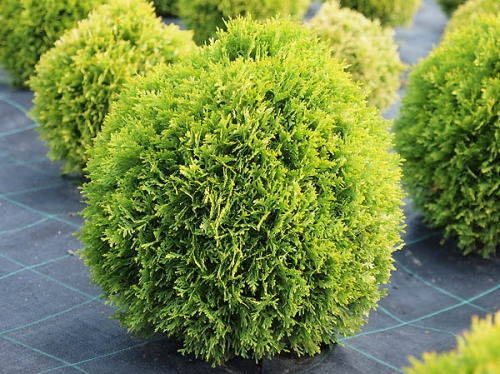 Thuja occidentalis 'Dawid ®'