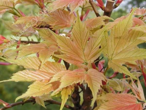 Acer pseudoplatanus 'Brillantissinum'