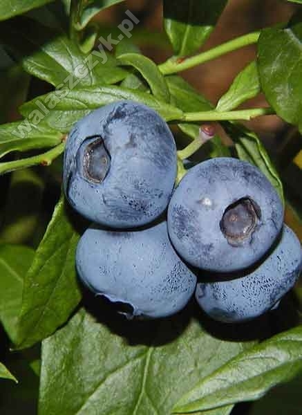 Vaccinium corymbosum L. ''