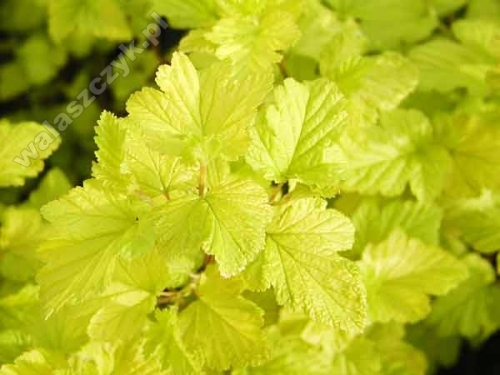 Physocarpus opulifolius 'Luteus'