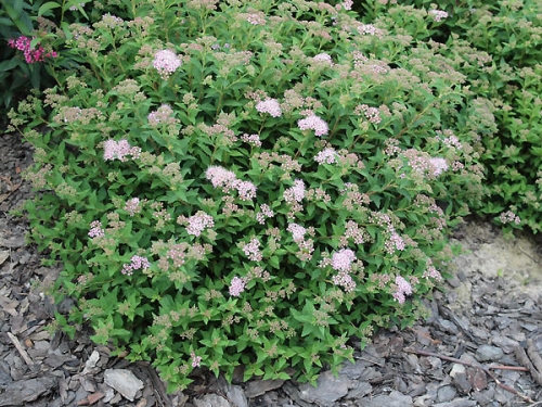 Spiraea japonica 'Japanese Dwarf'