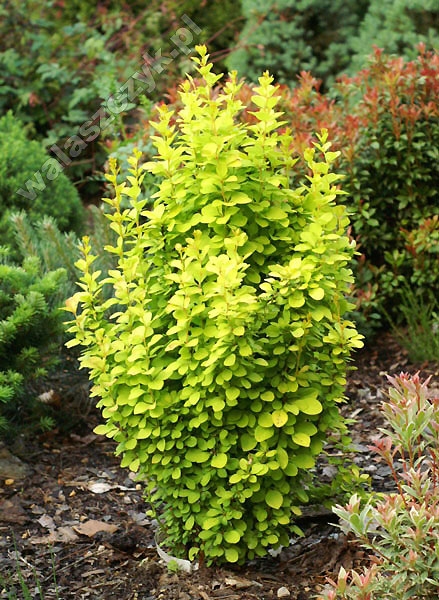 Berberis thunbergii 'Golden Tower'