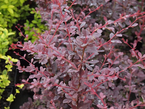 Berberis x ottawensis 'Superba'