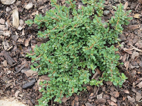 Cotoneaster congestus 'Mirelle'