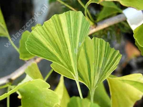 Ginkgo biloba 'Variegata'