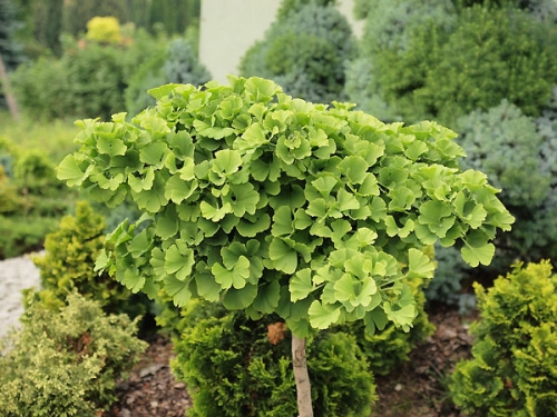 Ginkgo biloba 'Troll Pa'