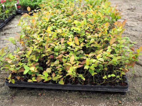 Borówka wysoka 'Bluegold'