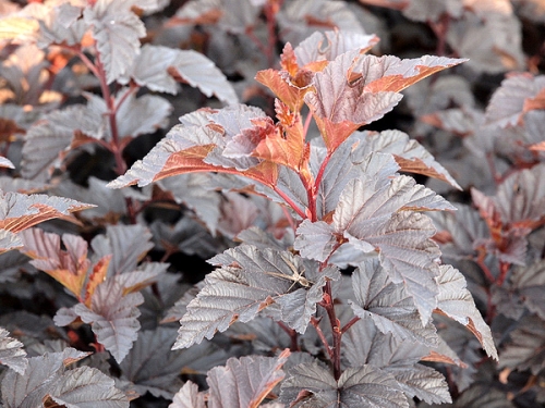 Physocarpus opulifolius 'Midnight ® '