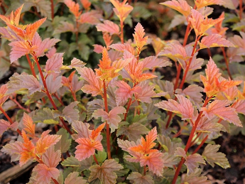 Physocarpus opulifolius 'Zdechovice'