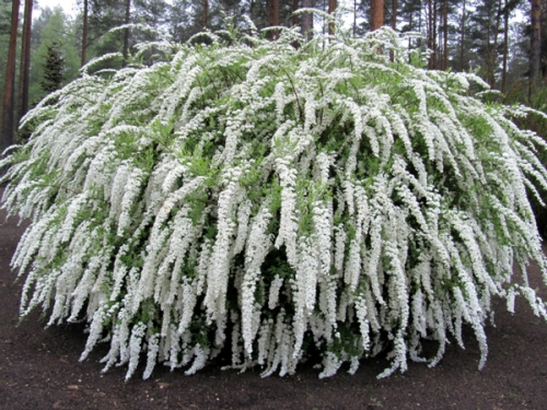 Spiraea x cinerea 'Grefsheim'