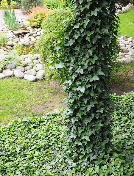 Hedera helix ''