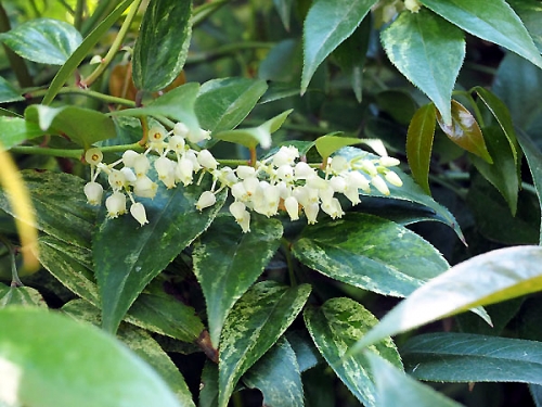 Leucothoe catesbaei 'Rainbow'