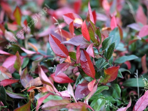 Leucothoe catesbaei 'Scarletta'