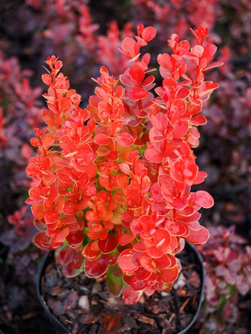Berberis thunbergii 'Vulcano' ®