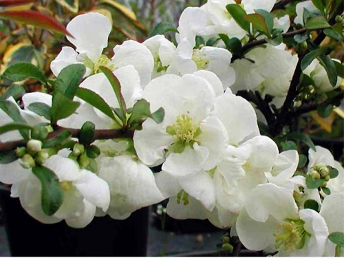 Chaenomeles speciosa 'Nivalis'