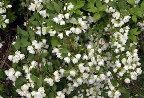 Philadelphus coronarius 'Manteau d'Hermine'