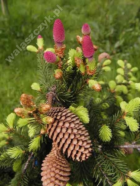 Picea abies 'Acrocona'