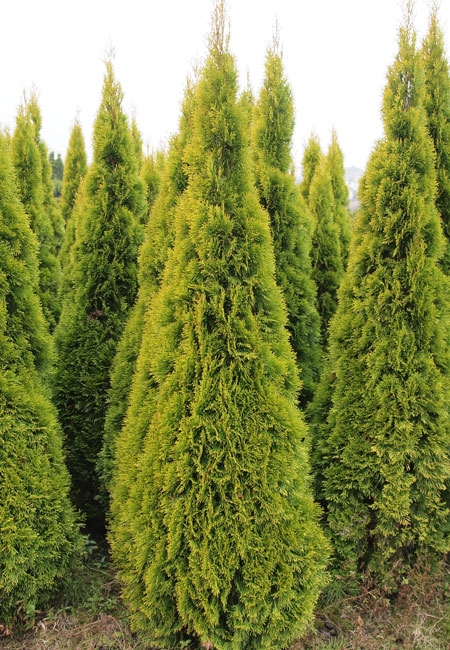 Thuja occidentalis 'Golden Smaragd ®Janed Gold (S)'