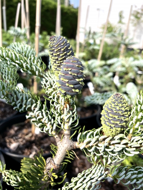 Abies koreana 'Silberlocke'