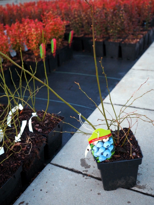 Vaccinium corymbosum 'Patriot'