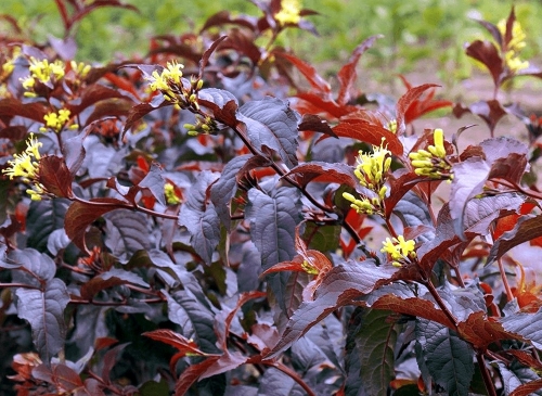 Diervilla splendens Diva